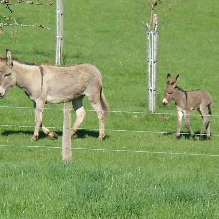 Gite De La Cour Campandré-Valcongrain Zewnętrze zdjęcie