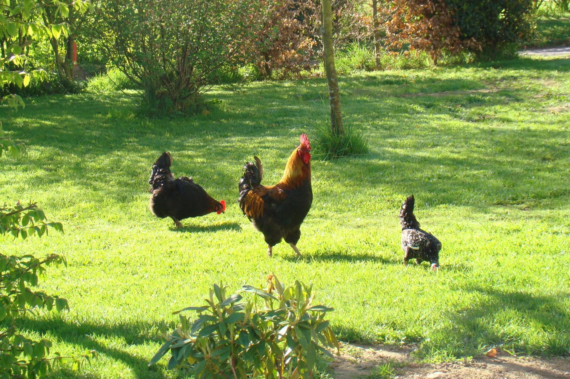 Gite De La Cour Campandré-Valcongrain Zewnętrze zdjęcie